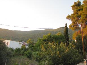 domatia_260.jpg